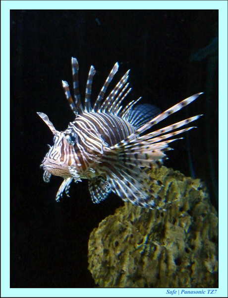 2009   08   Kho samui 28